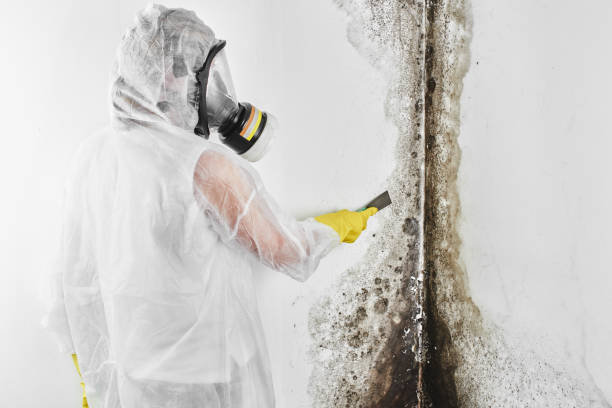 Best Mold Removal for HVAC Installations  in Corning, AR